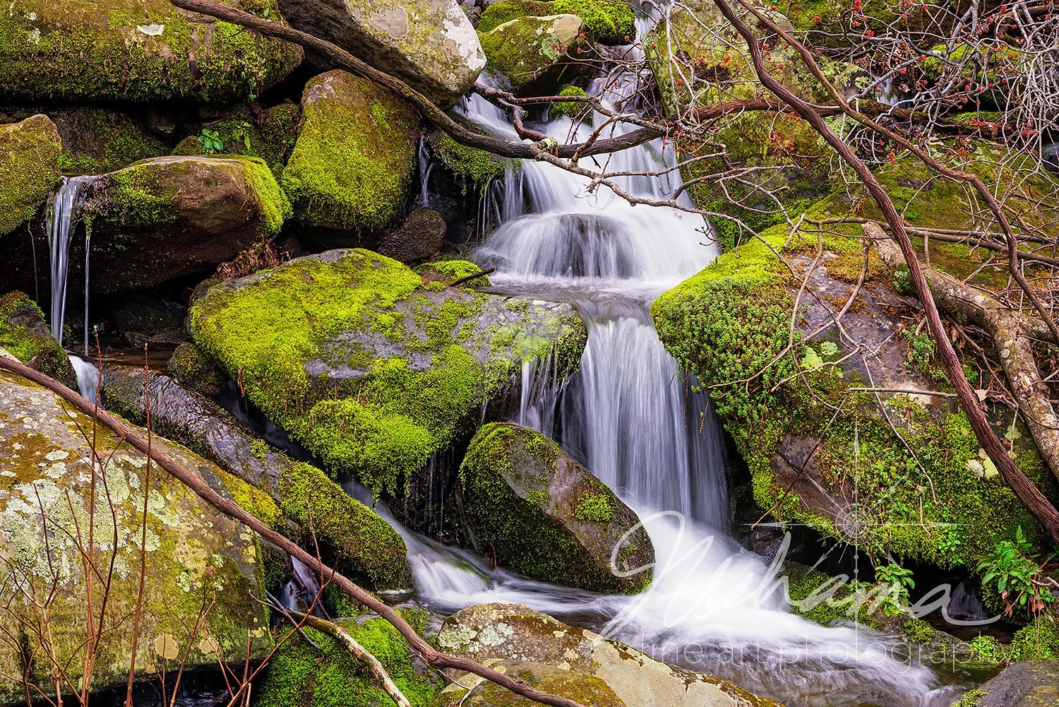 Hillside Cascade | Great Smoky Mountains National Park, TN