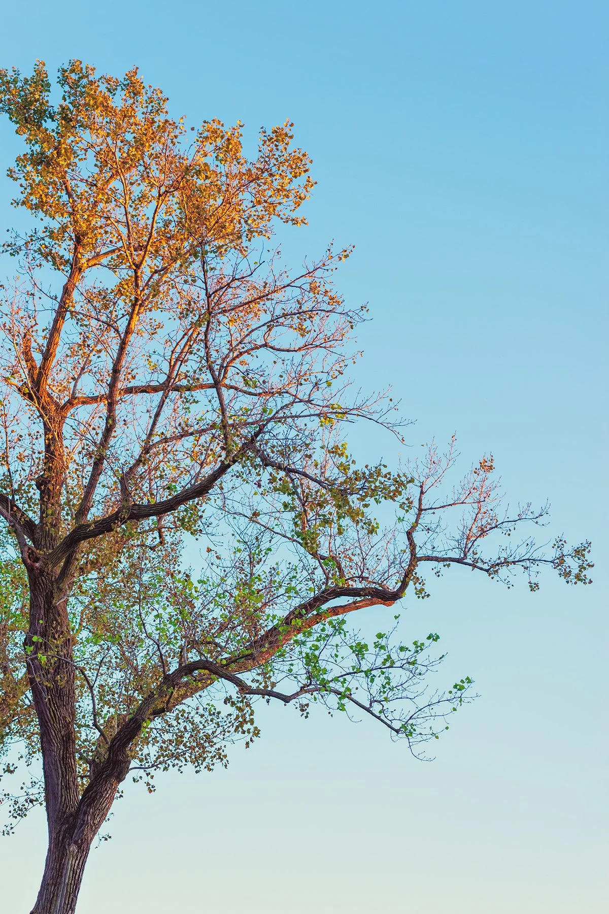 Sunset Shades of Tree.jpg