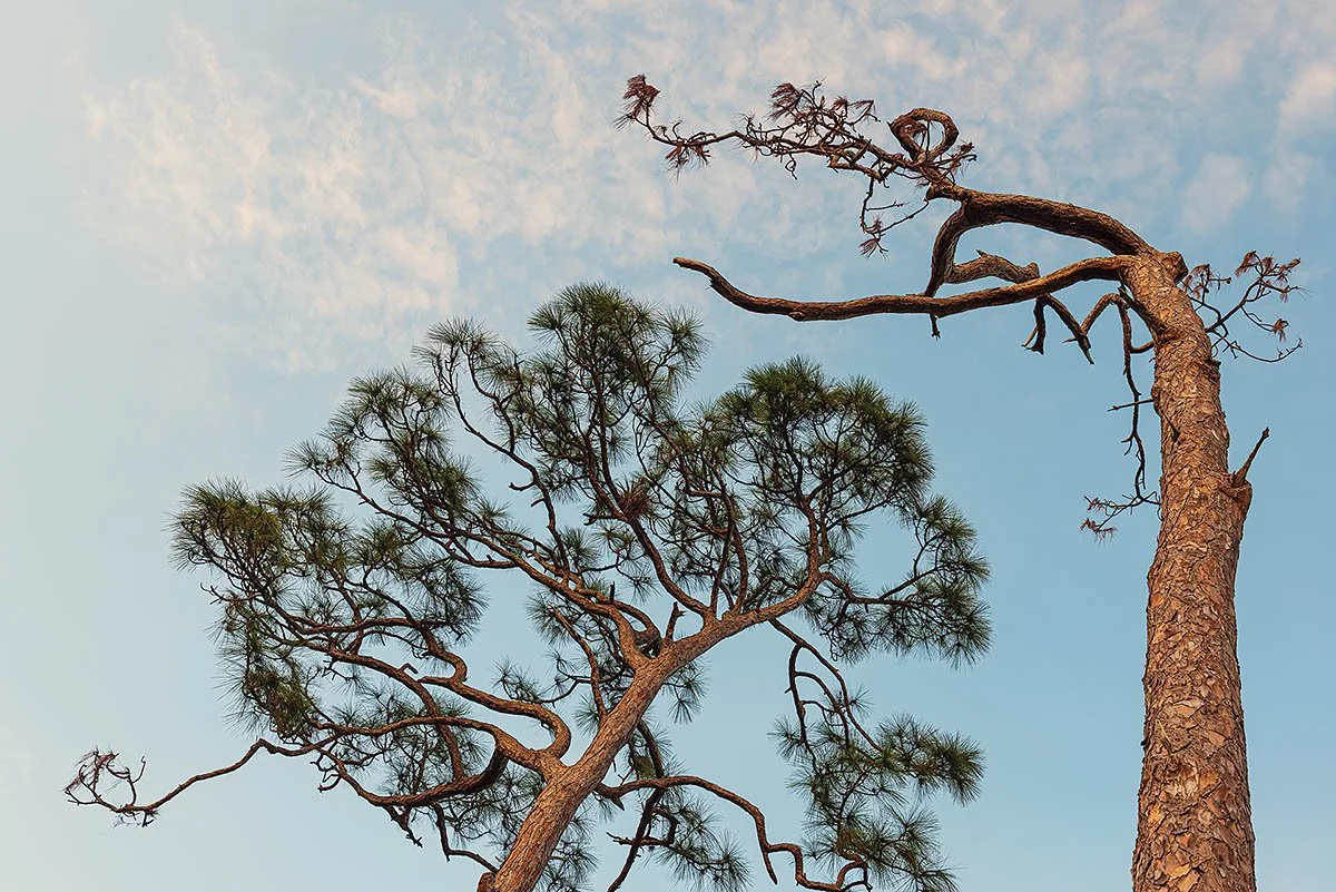 Bow to Your Partner.jpg