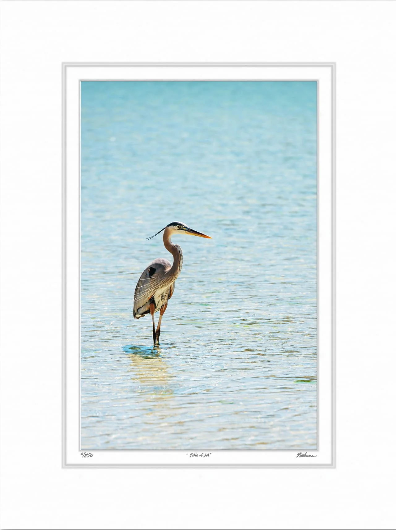 Blue Heron in Mexico.jpg