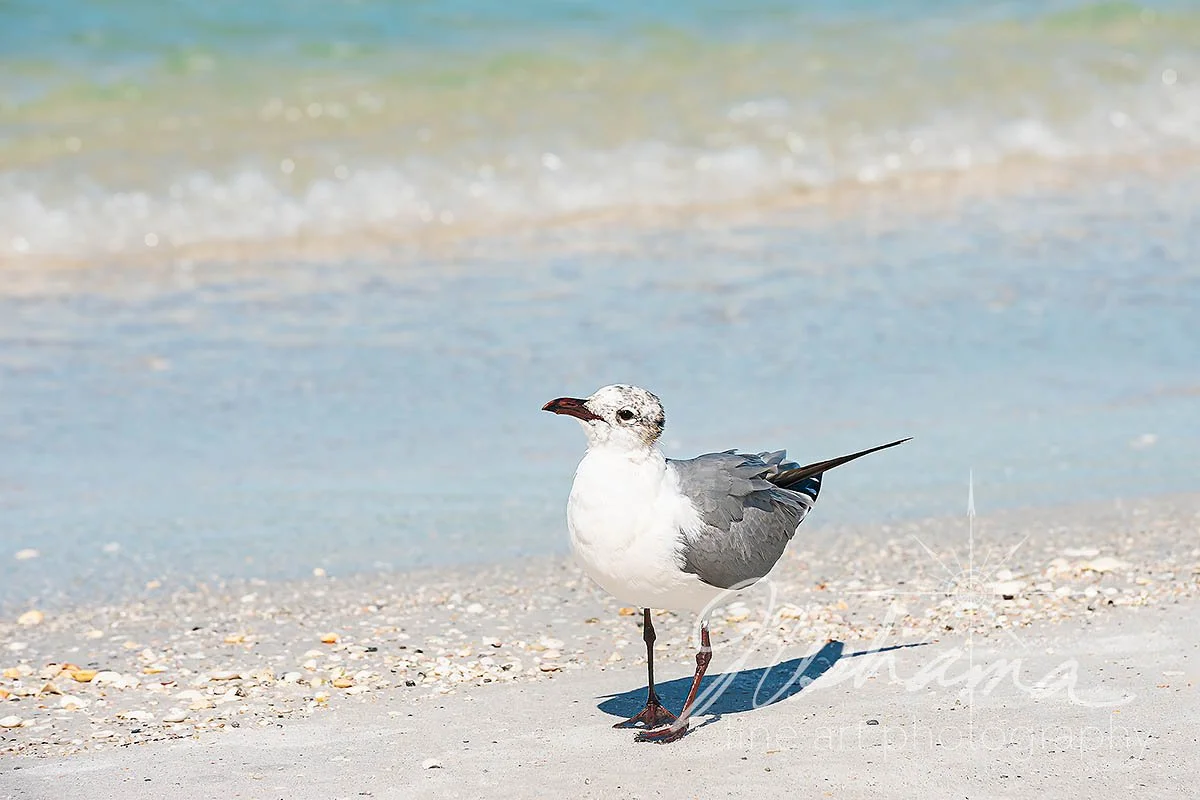Gilbert on an Island | Cayo Costa State Park, FL