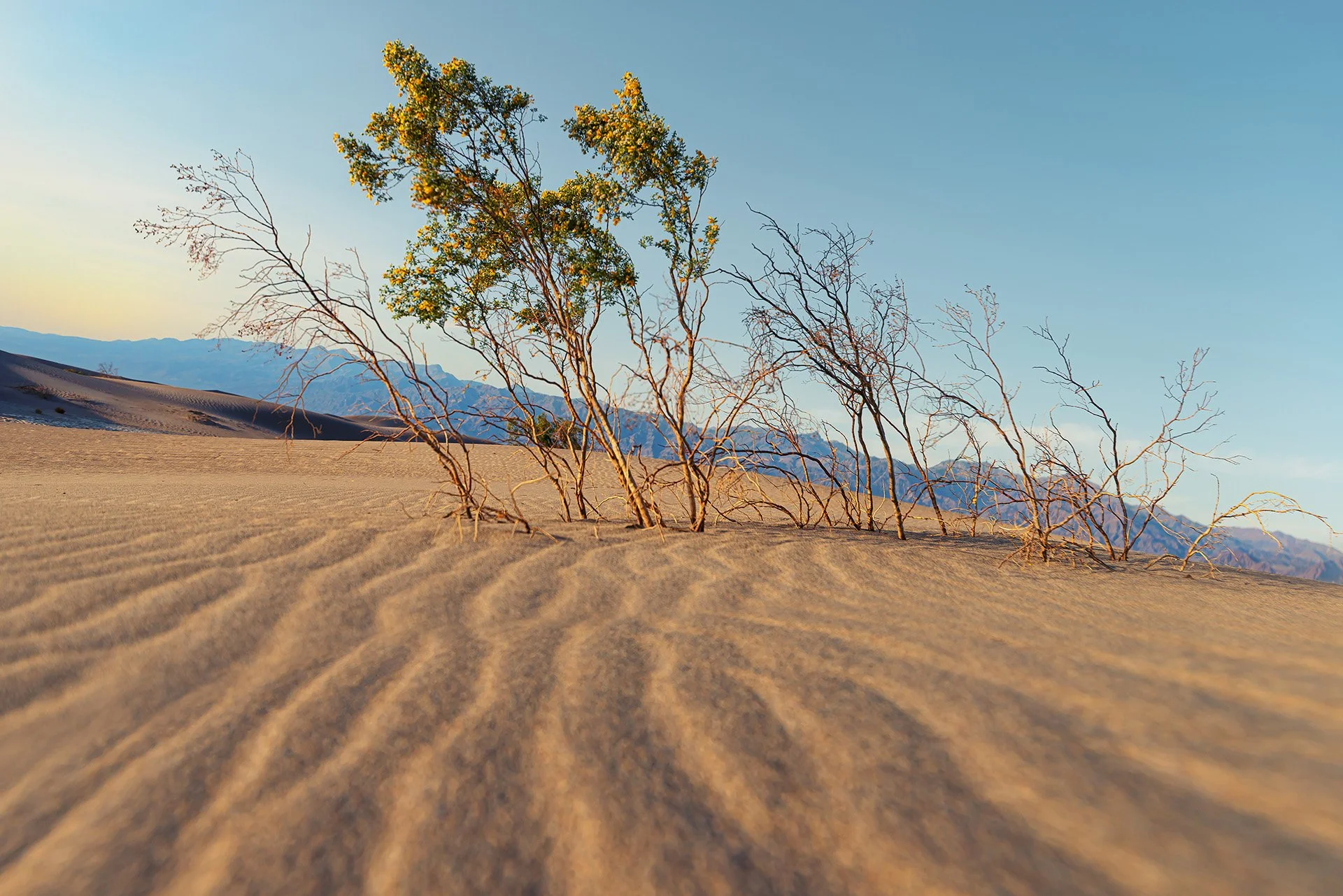"Death Valley Drifters"

Trees emerge from the wind-sculpted sands of the Mesquite Dunes.

 Death Valley National Park, CA
