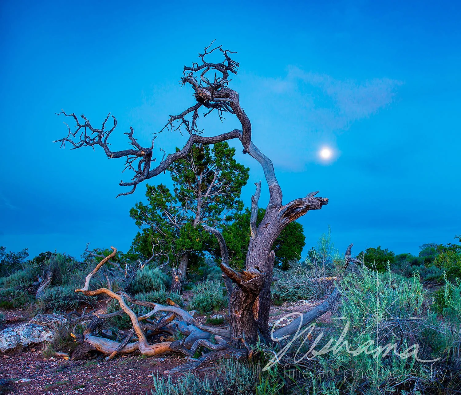 Quiet Bonsai | Grand Canyon National Park, AZ