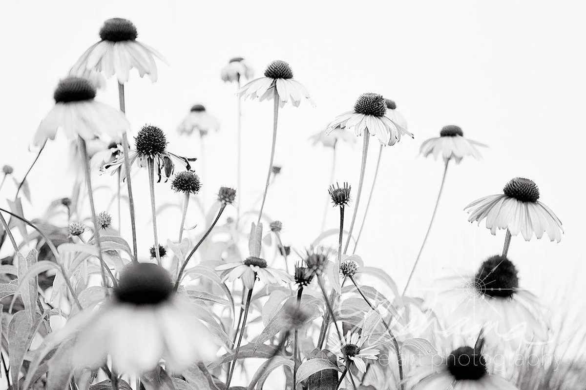 Memories | Saint Louis, MO