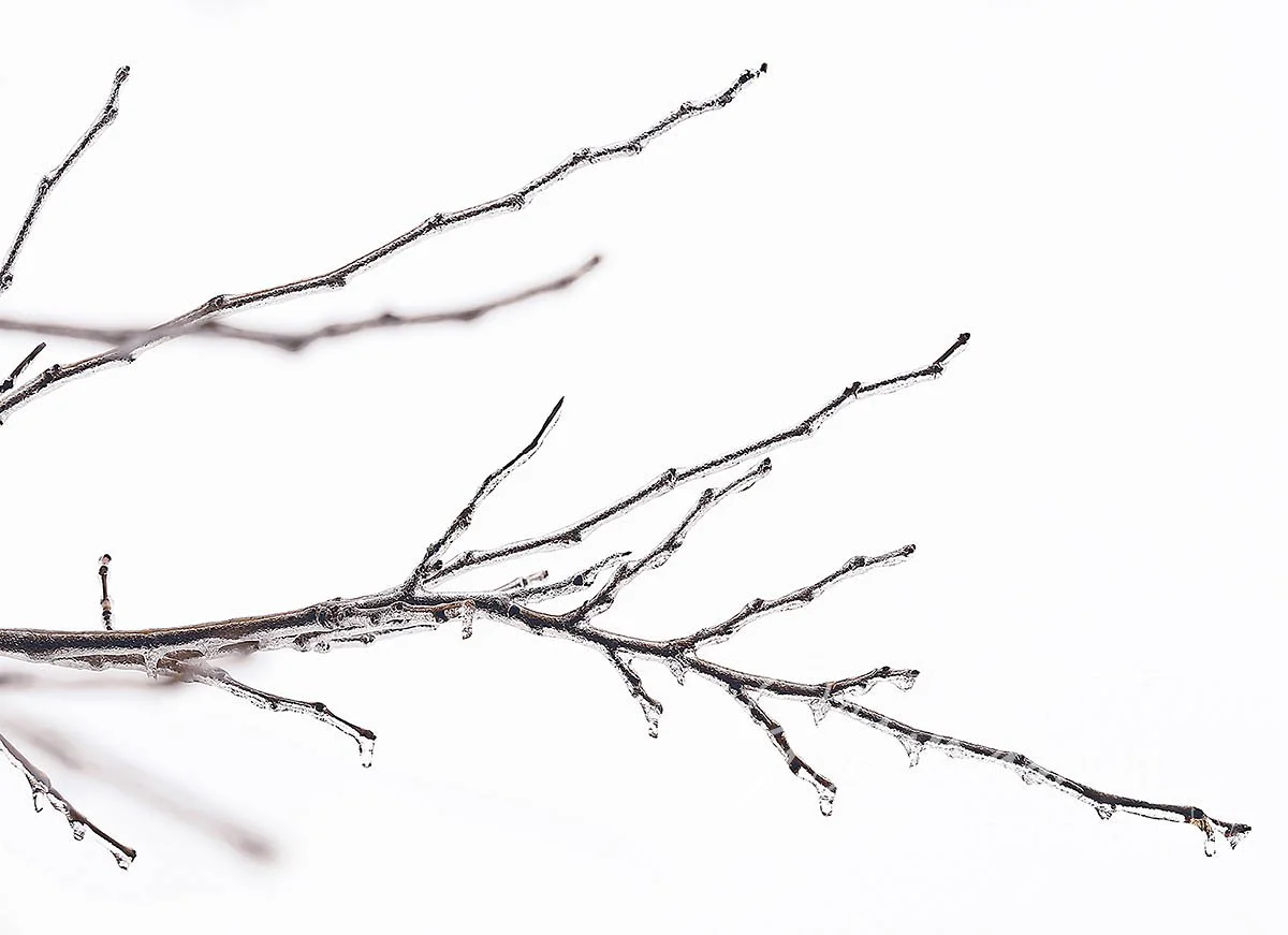 New Year's Ice | Saint Louis, MO