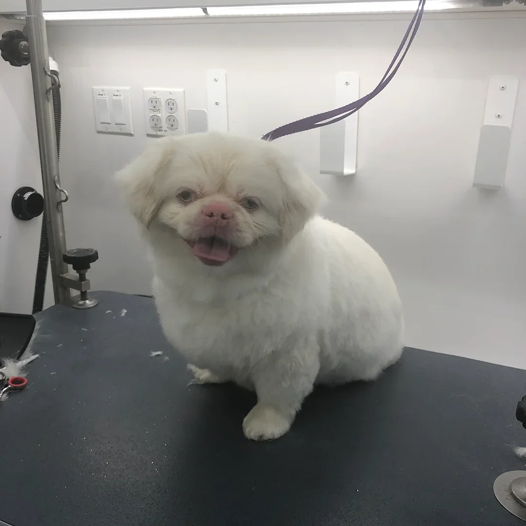 White-Pekingese-after-grooming-The-Grooming-Girl-Chesterfield-house-call-grooming.webp