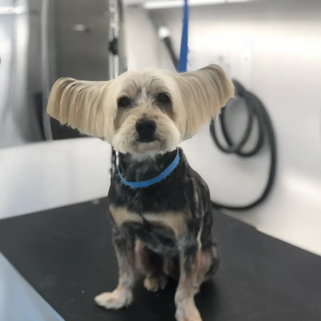 Yorkie-mix-grooming-session-The-Grooming-Girl-Chesterfield-house-call-grooming.webp
