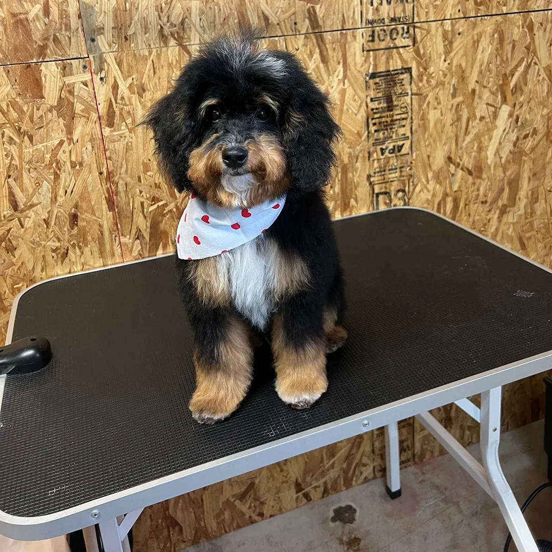 Groomed-Doodle-with-heart-bandana-The-Grooming-Girl-Chesterfield-house-call-grooming.webp