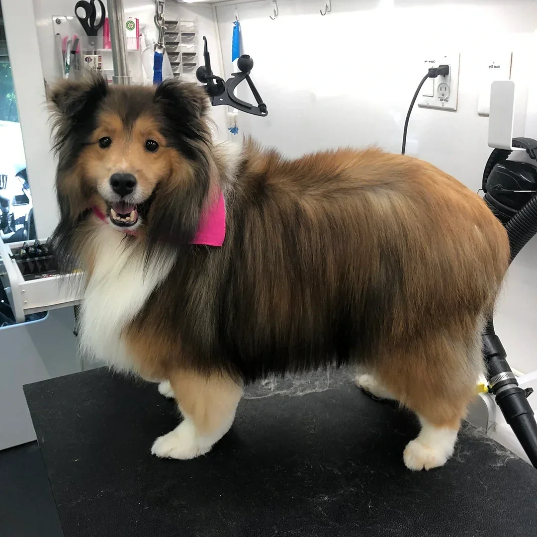 Sheltie-grooming-session-The-Grooming-Girl-Chesterfield-house-call-grooming.webp