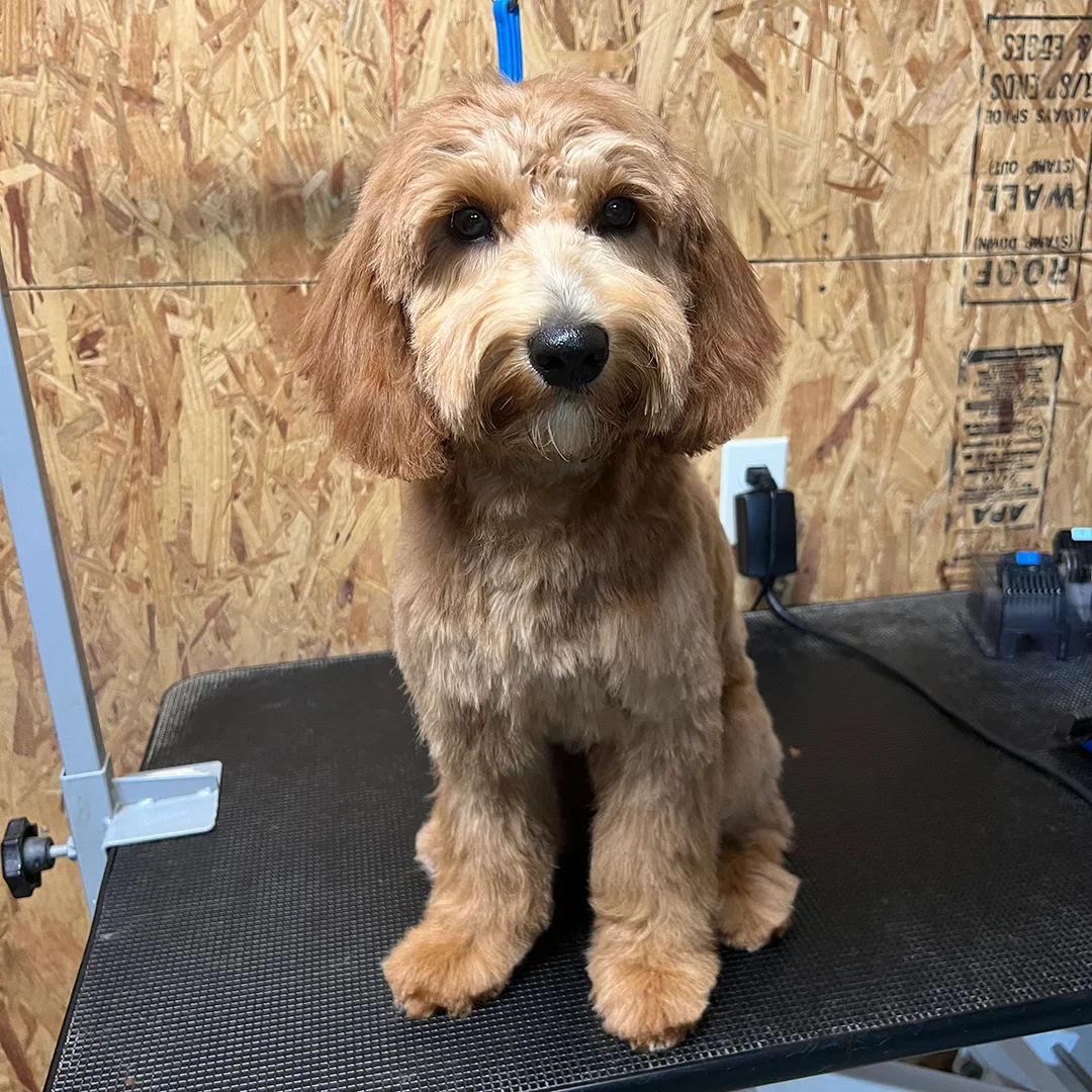 Goldendoodle-grooming-session-The-Grooming-Girl-Chesterfield-house-call-grooming.webp