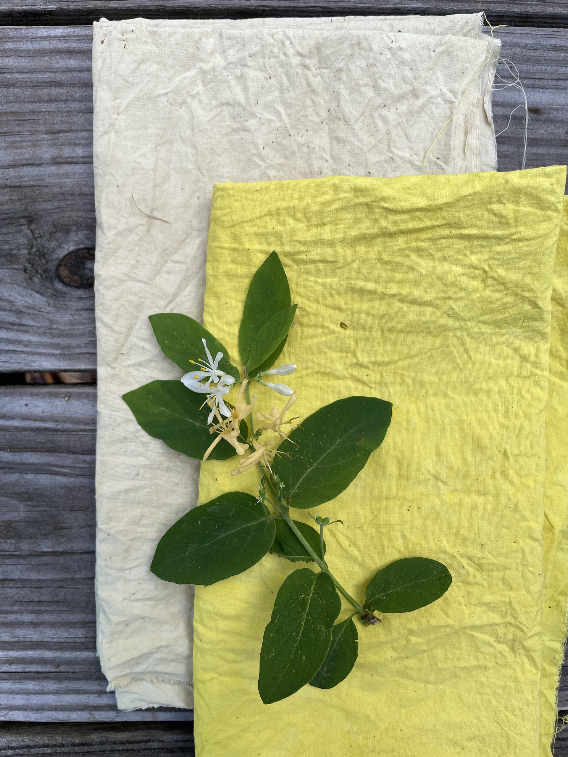 A small branch with green leaves and white flowers laid on yellow and white tissue paper on a wooden surface.