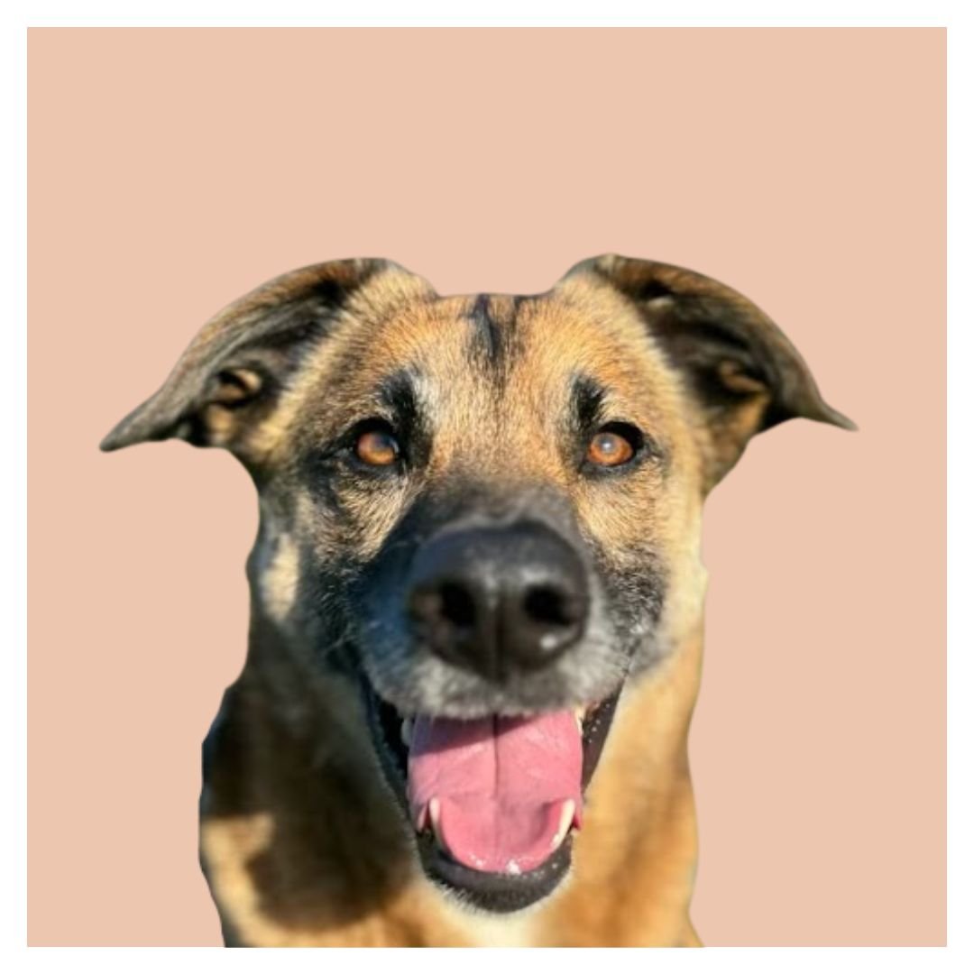 Close-up of a happy, tan and black mixed breed dog with its tongue out, against a light beige background.