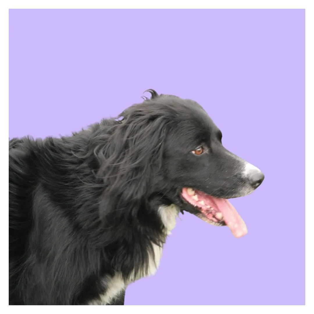 Profile of a black dog with white markings on its face and chest, panting with its tongue out, against a light purple background.
