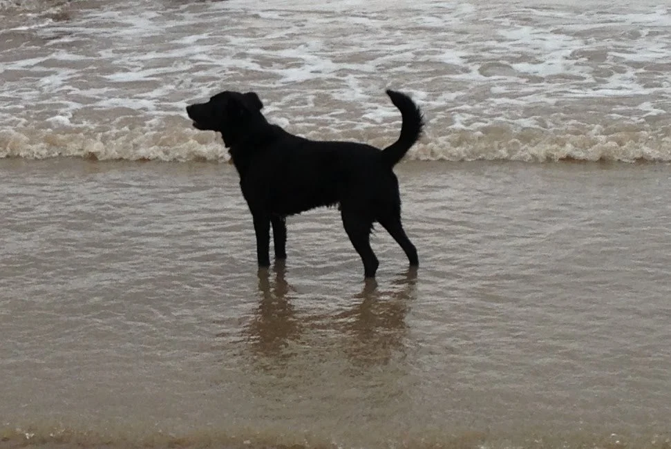 A black dog standing in shallow ocean water near the shore with waves in the background.