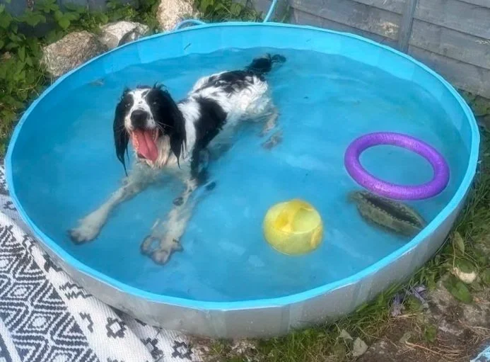 Springer spaniel in a paddling pool with toys