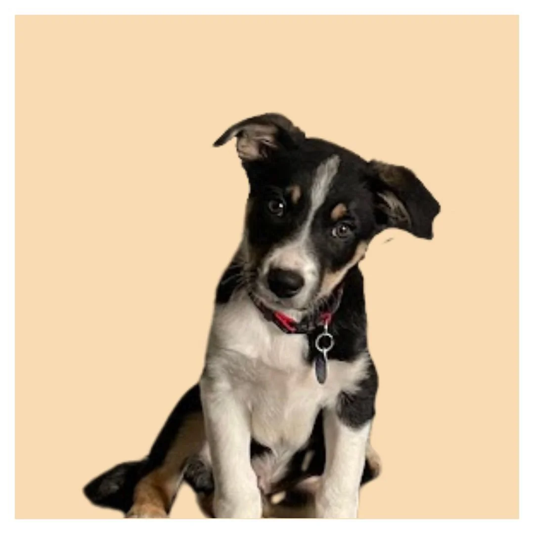 Cute puppy with a tilted head sitting against a beige background.