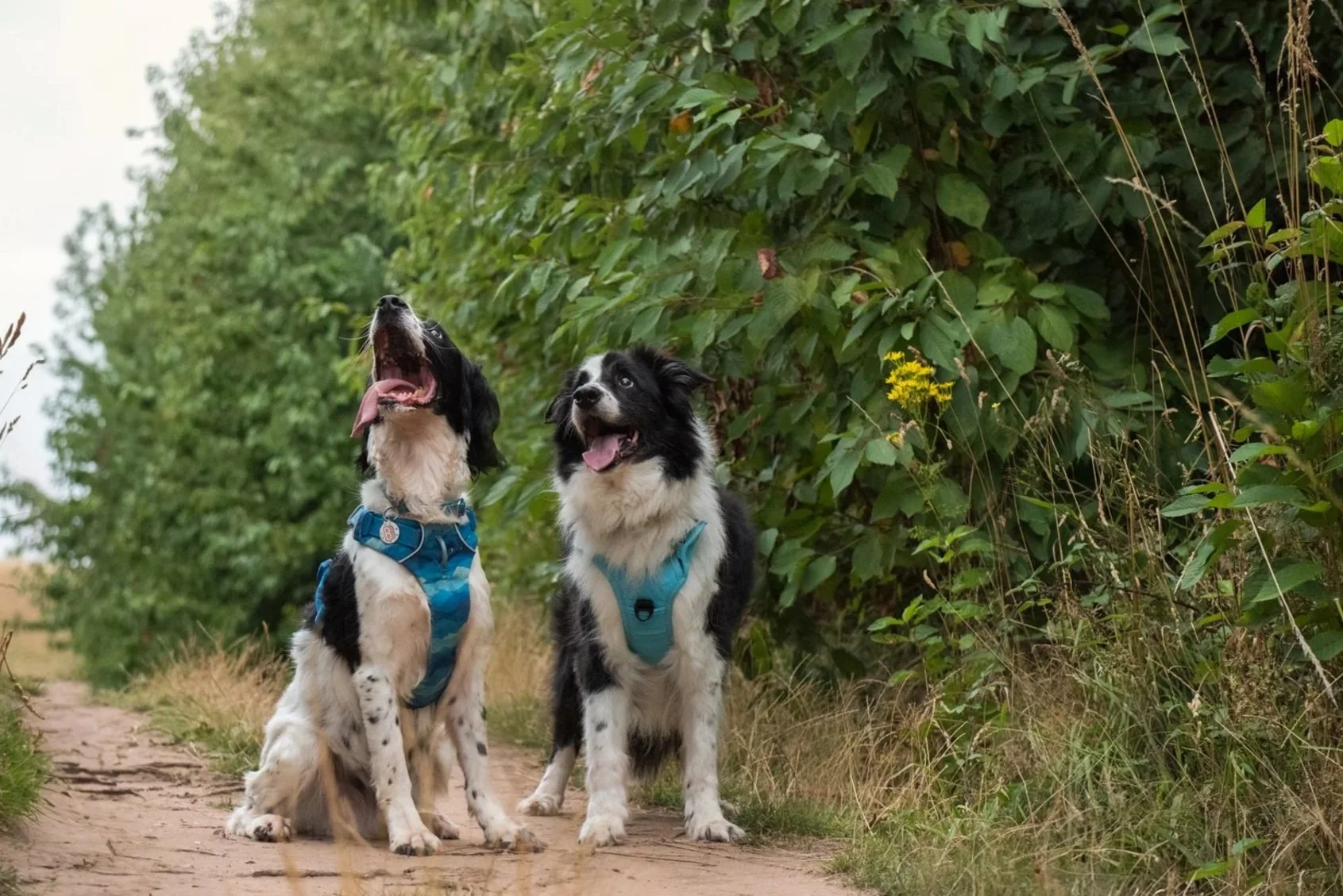Two Border Collie dogs sitting on a dirt trail with green leafy bushes in the background. The dog on the left has its mouth open and tongue out, wearing a blue harness, while the dog on the right is smiling with a blue harness.