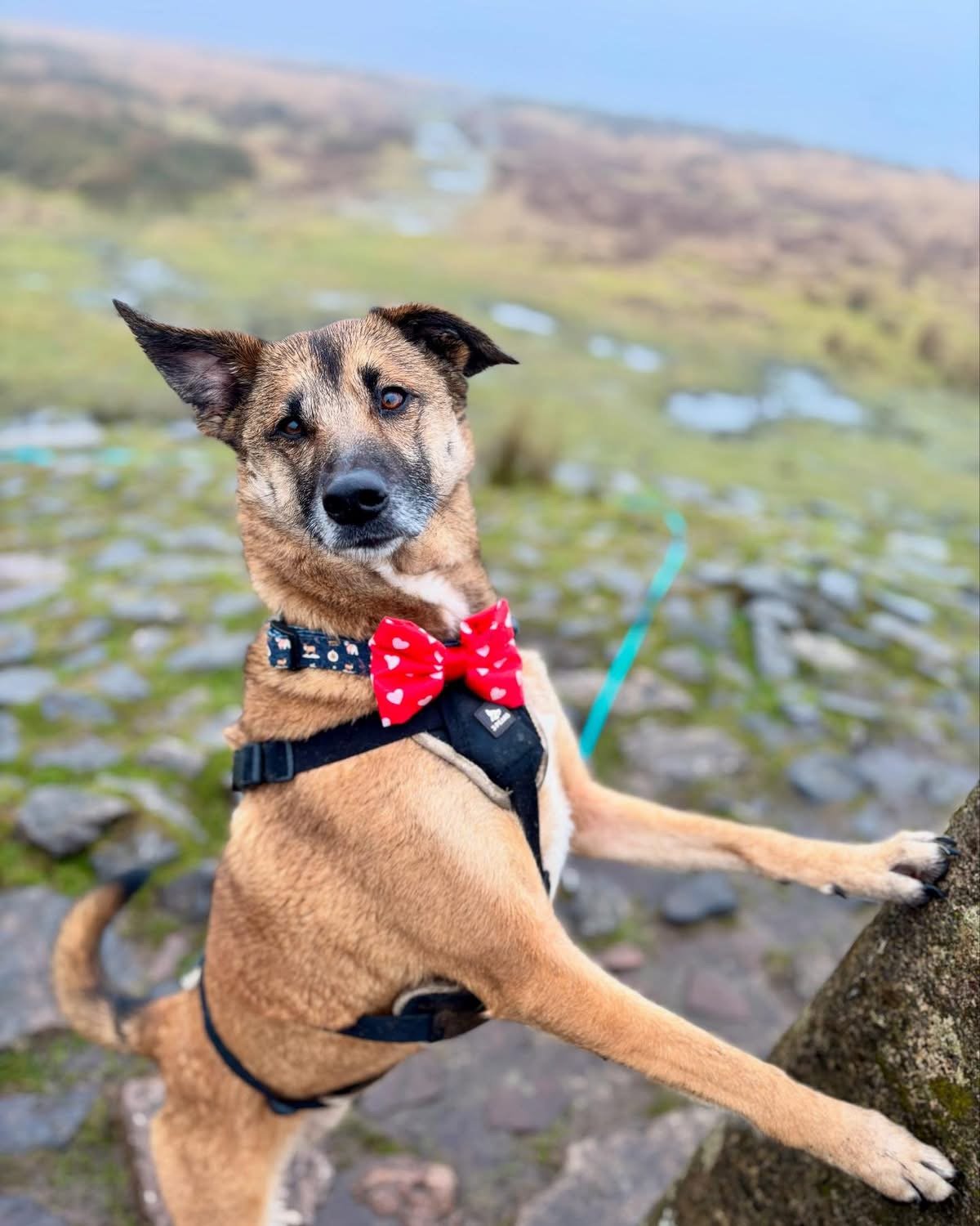 A dog with a red bow tie and black harness standing on a rocky outdoor terrain, with a blurred landscape and water in the background.