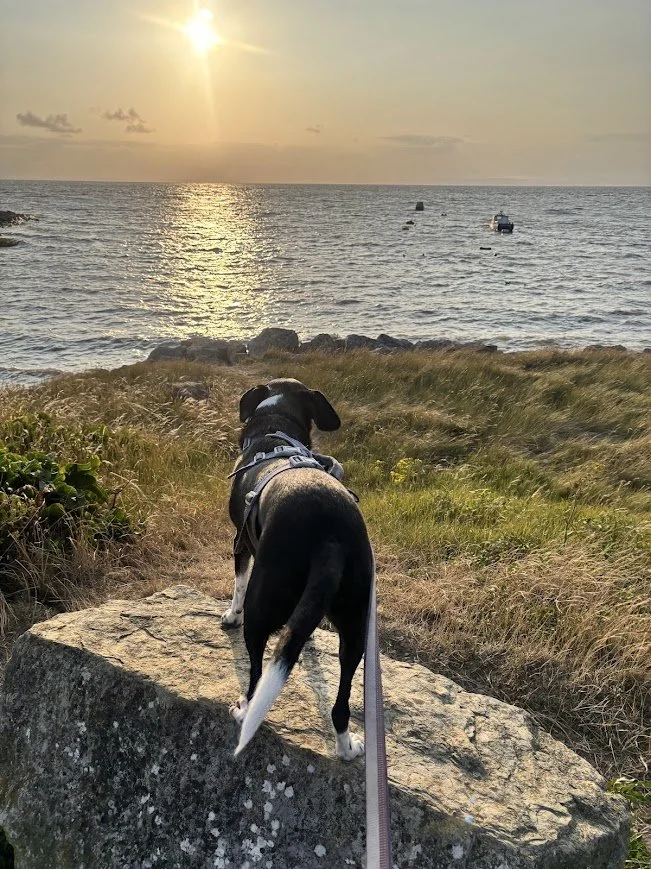 A black and white dog standing on a large rock, looking out at the ocean during sunset.