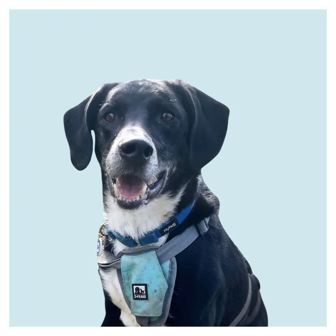 A black and white dog with a happy expression, wearing a harness and a collar, standing against a light blue background.