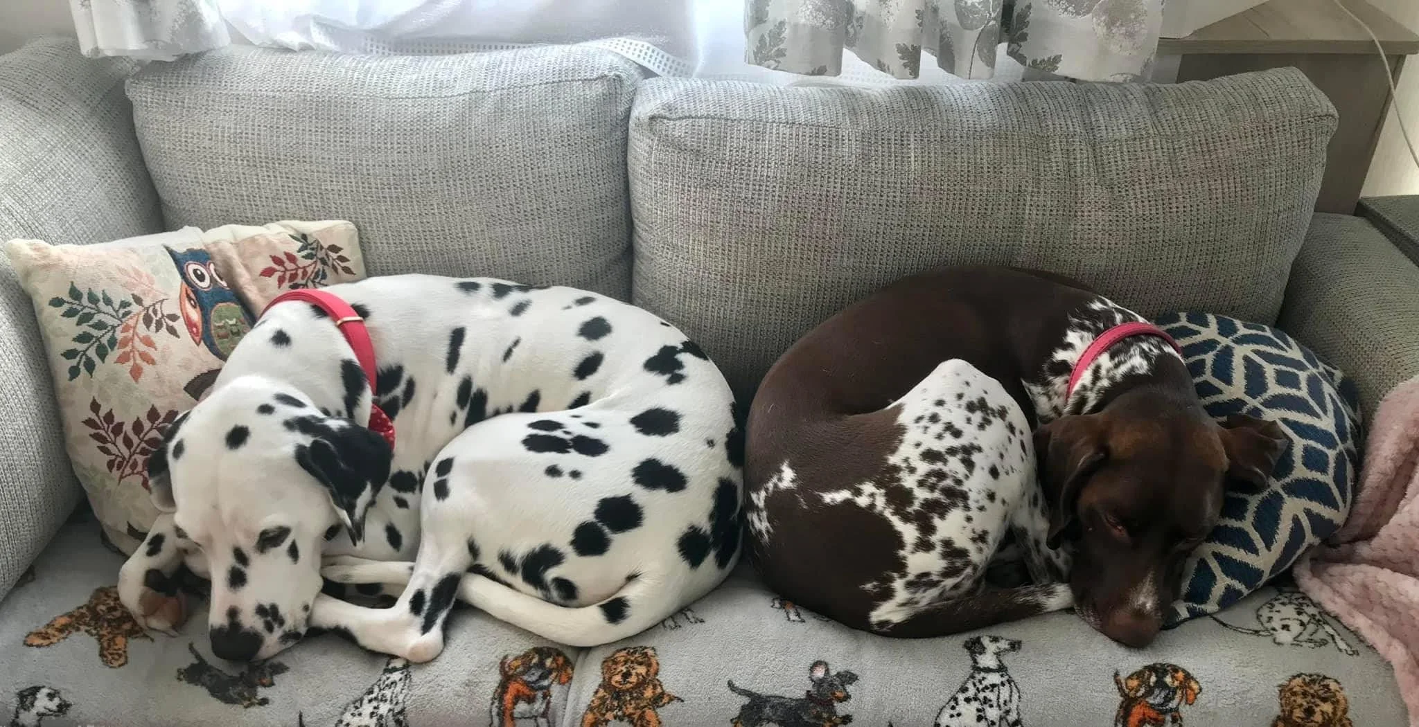 Two Dalmatians, one black and white and the other brown and white, are sleeping curled up together on a couch.