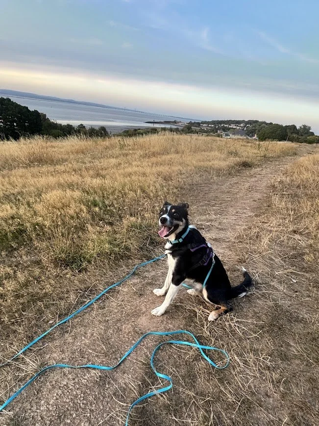 A happy black and white dog sitting on a dirt path in a grassy field near water, with a leash attached, under a cloudy sky.
