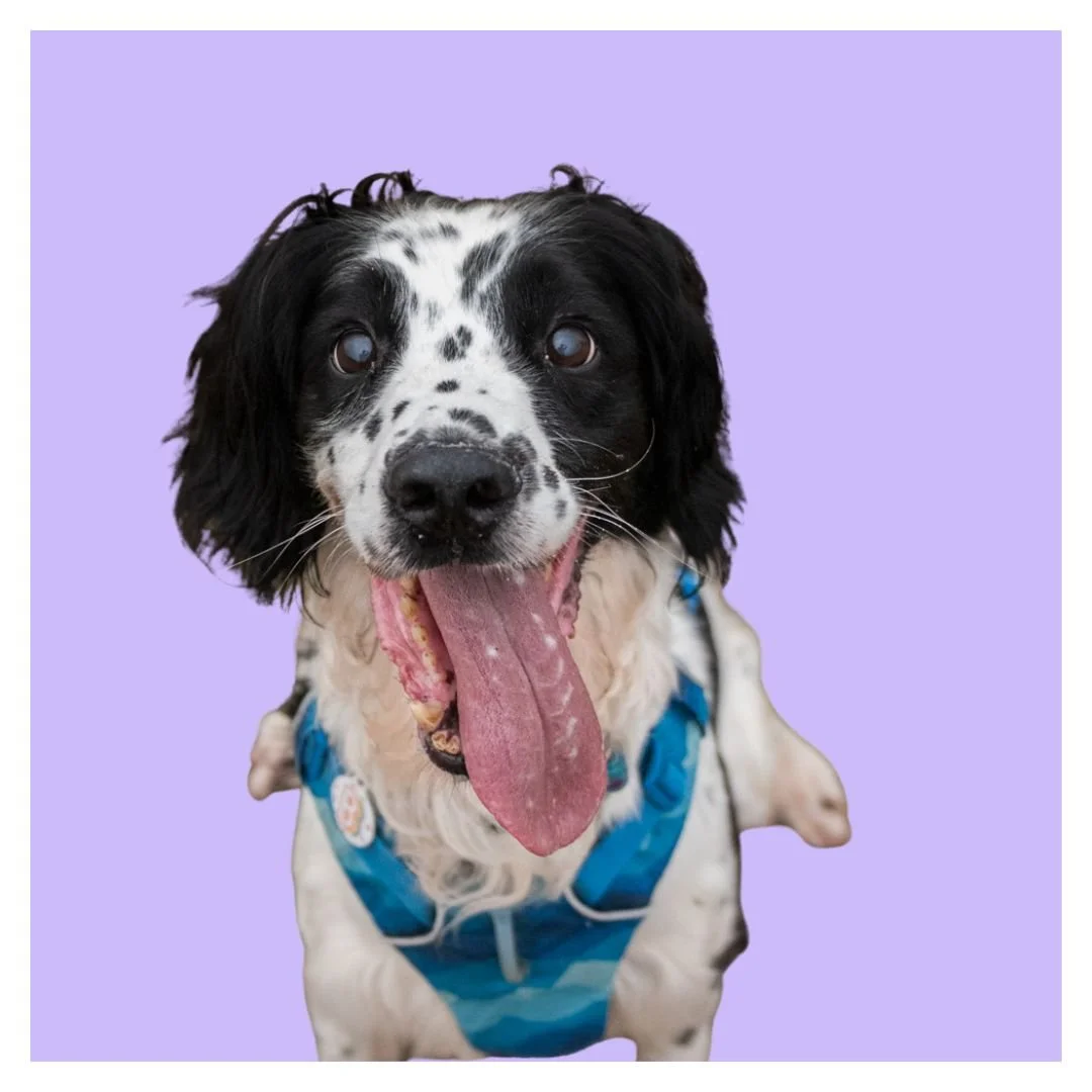 A happy black and white dog with floppy ears, wearing a blue harness, sitting against a lavender background with its tongue hanging out.