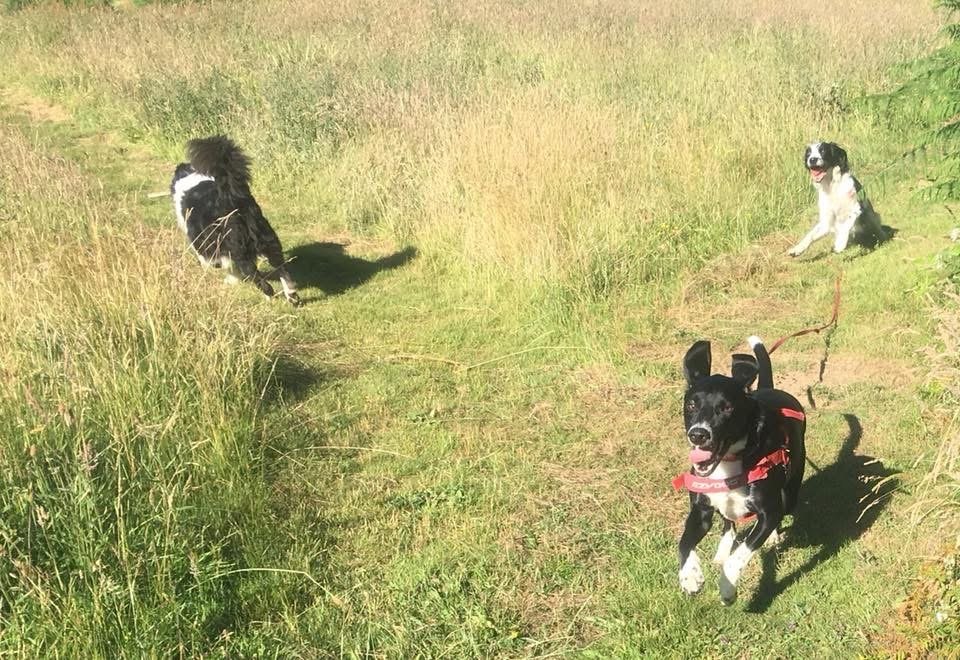 Four dogs sitting and running on a grassy field, sunny day, with some green bushes on the right.