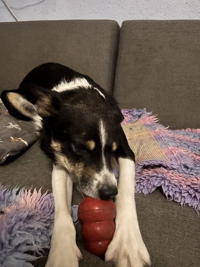 A border collie eating a frozen kong