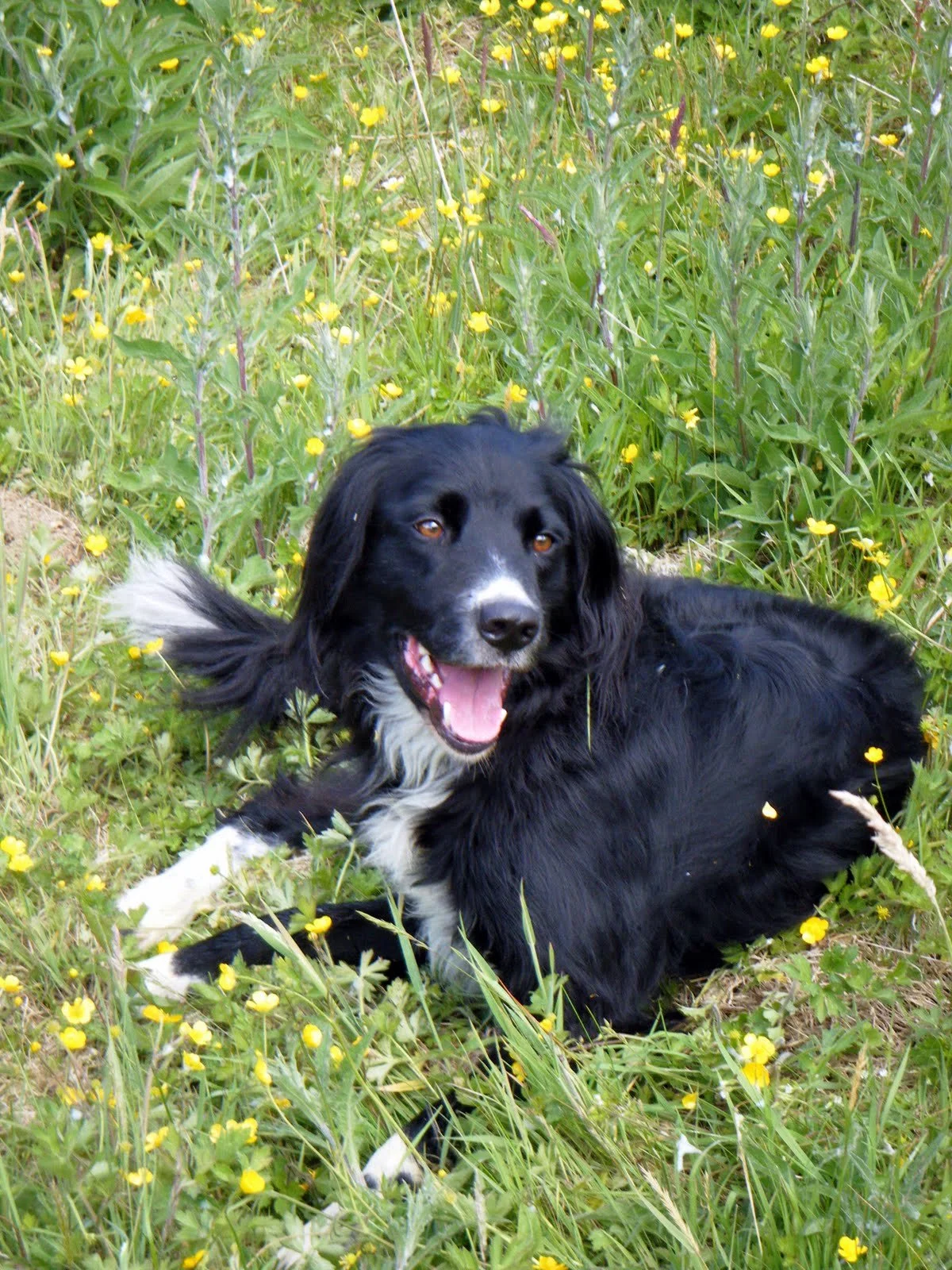 A black and white dog lying in a meadow with yellow wildflowers, looking at the camera with its mouth open.