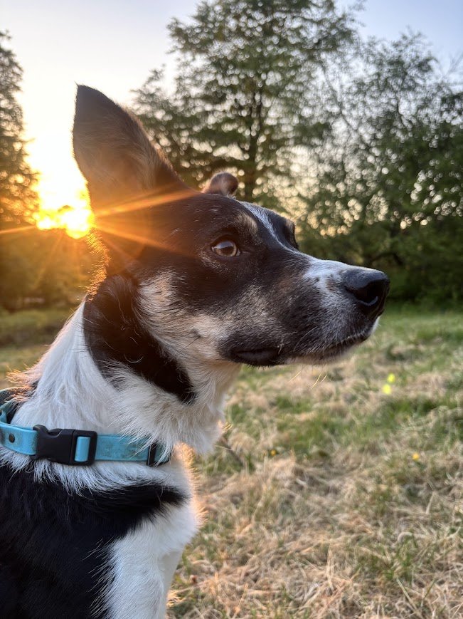 Side portrait of a black and white dog wearing a teal collar, outdoors during sunset with trees and grassy field in background.