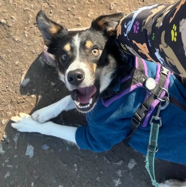 A happy black and white dog with tan markings sitting on dirt, looking up at the camera with an open mouth and bright eyes, wearing a blue jacket and harness during outdoor activity.