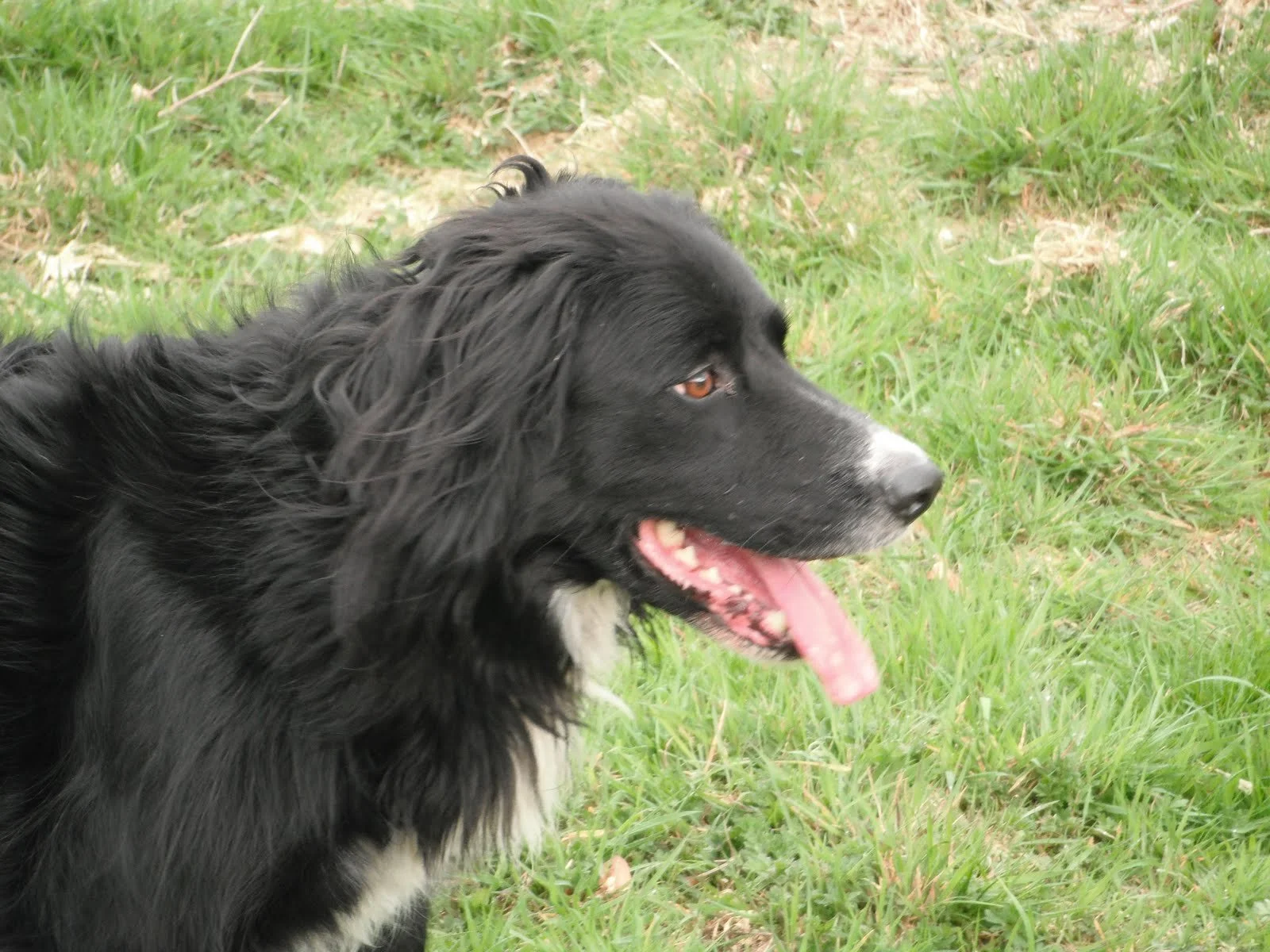 A black and white dog with long fur lying on green grass with its tongue out.
