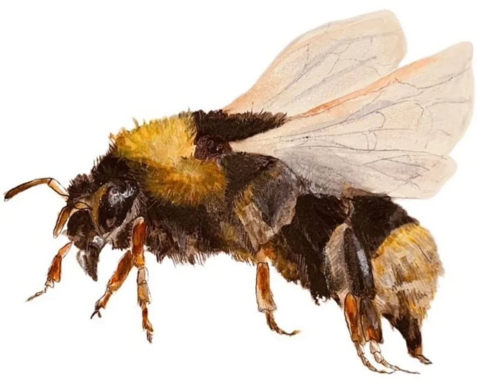 Custom Illustrations for Event Stationery and Wedding Invites NYC