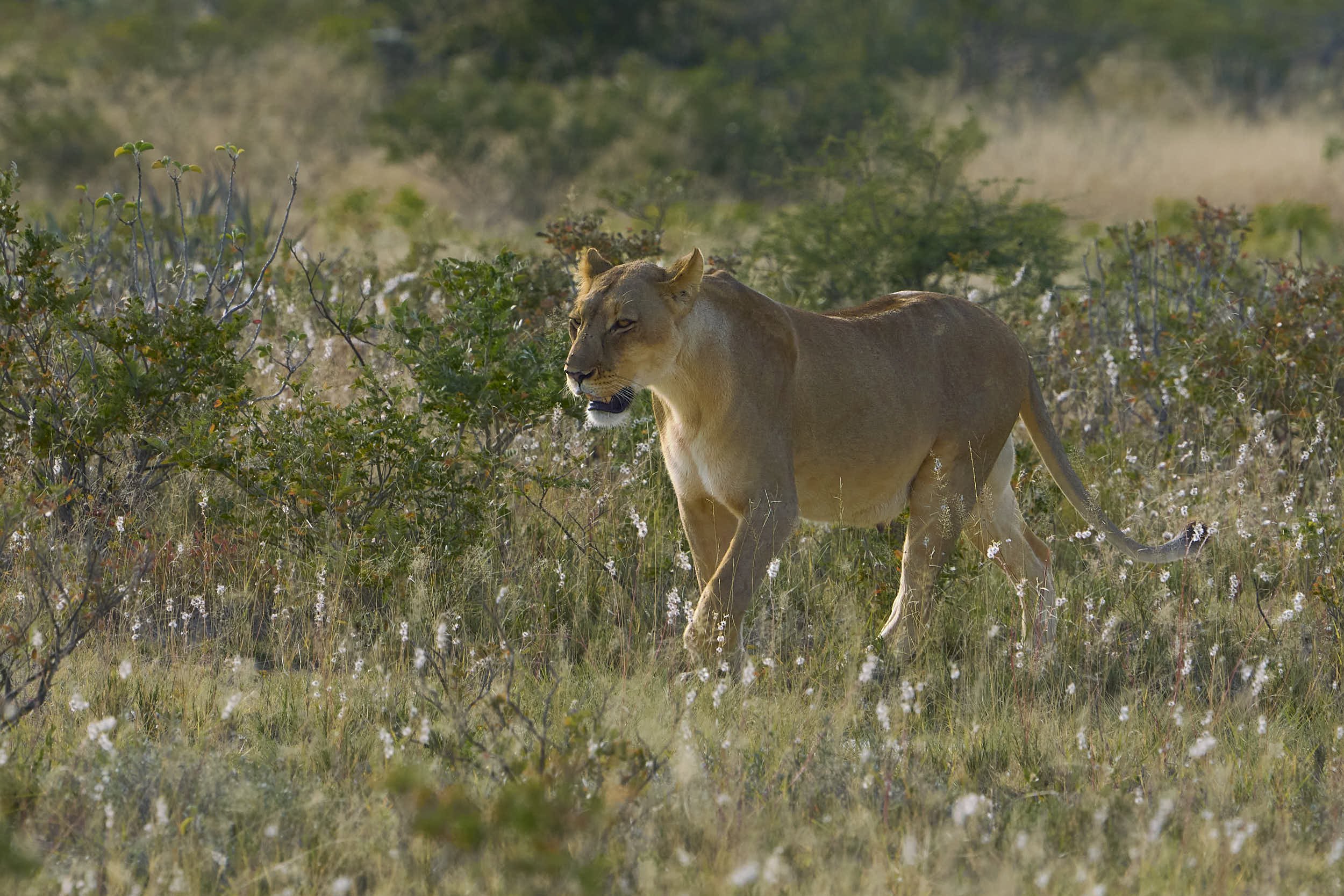 Lion walking in the bush