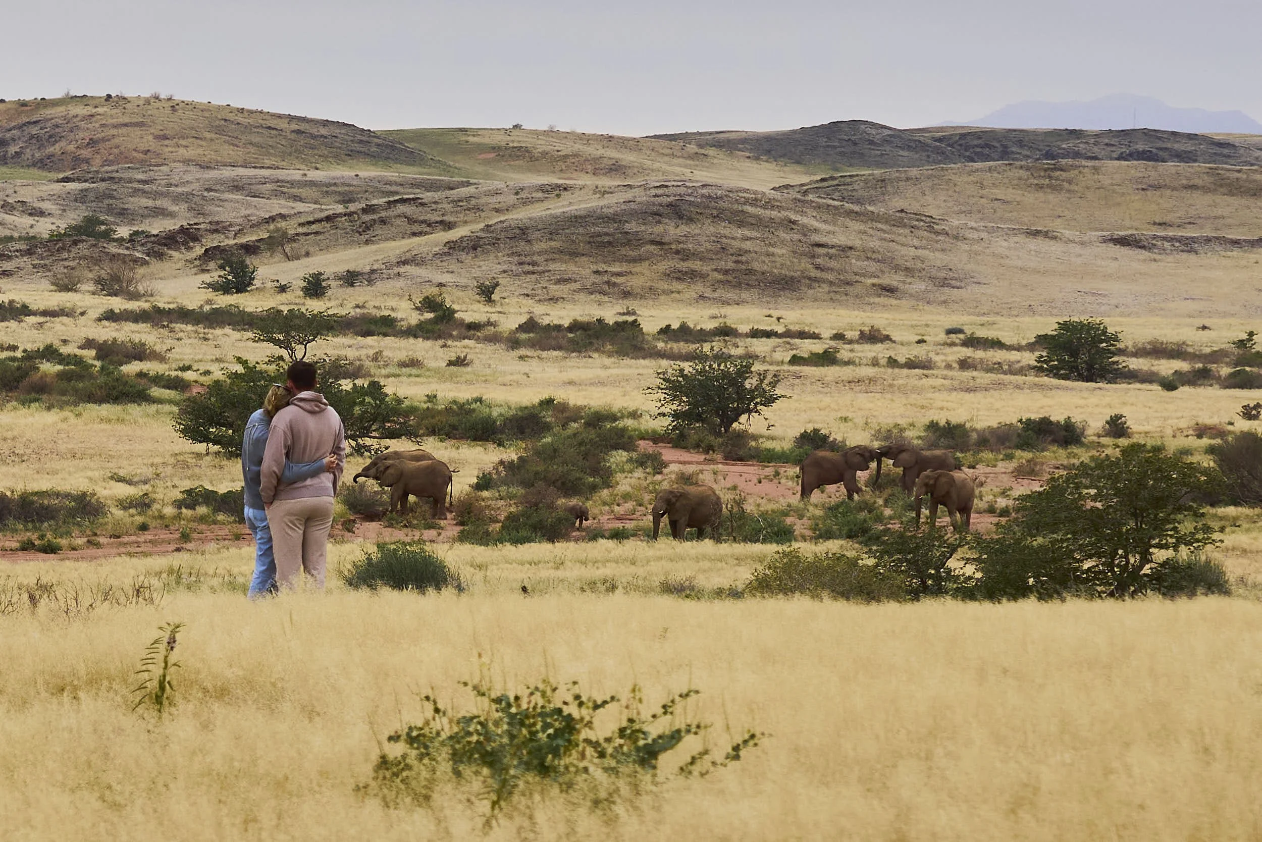 Walking in a grassy savannah with elephants in the background and rolling hills under an overcast sky.