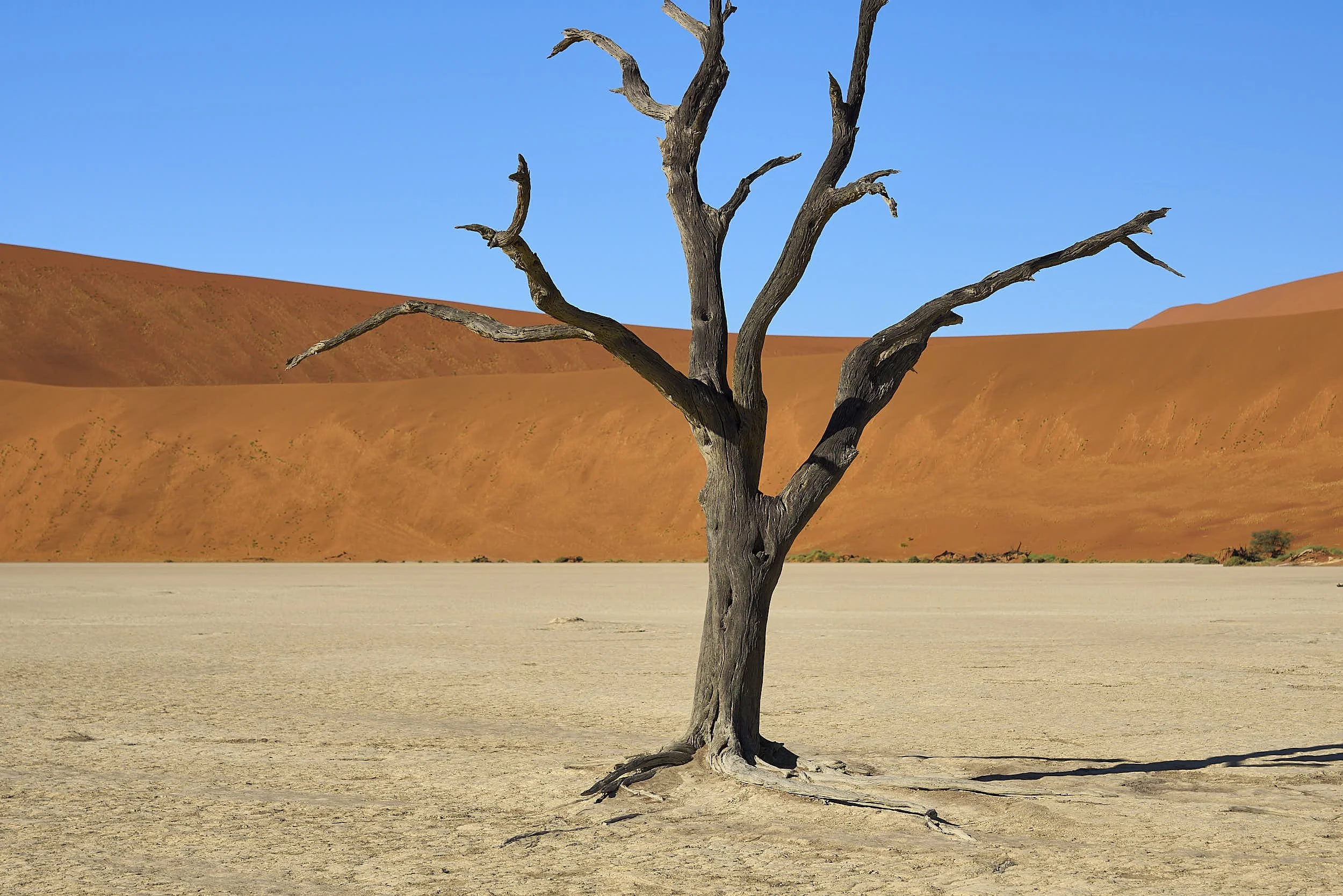 Deadvlei Tree: Namibia