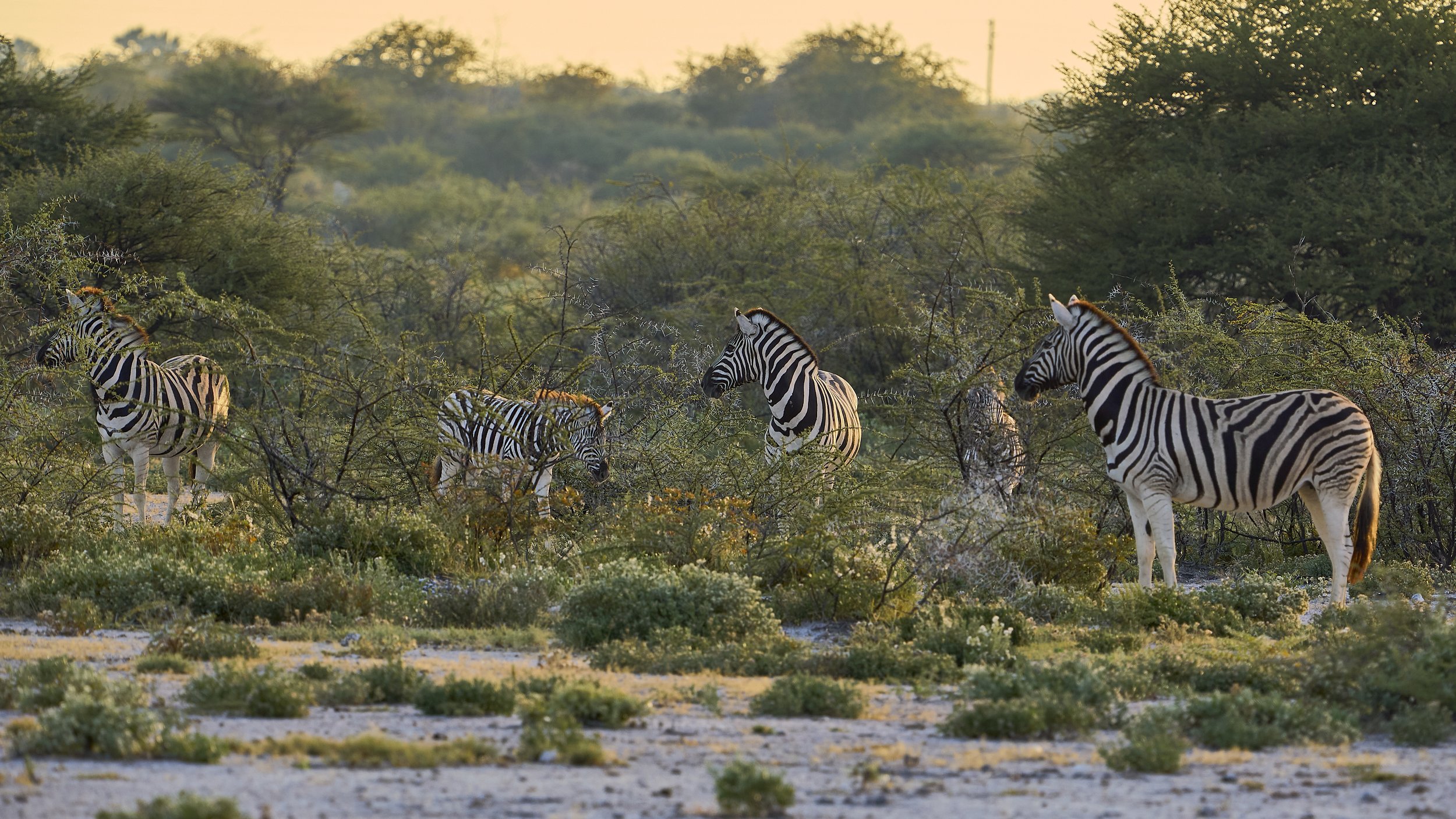 A group of five zebras in a savanna landscape, with bushes and trees, during sunrise.