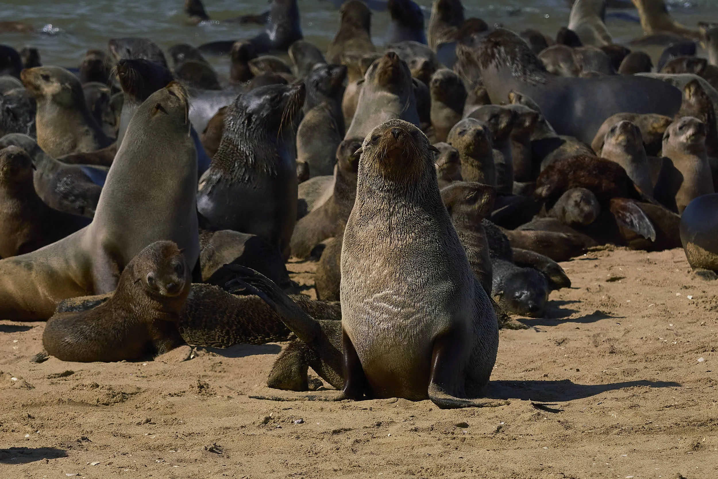 Group of sea lions on a sandy beach: Walvis Bay, Namibia