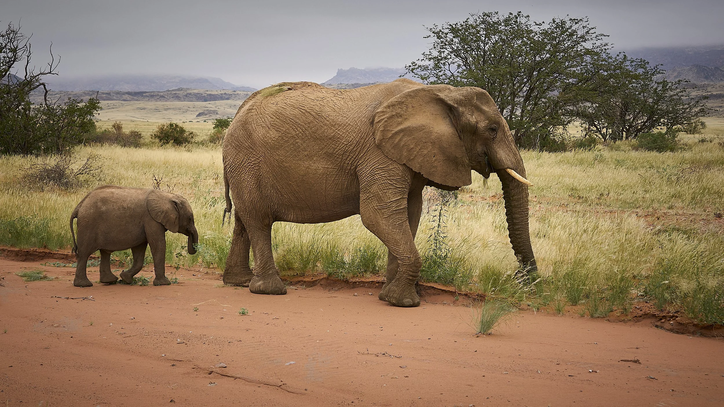 Desert Elephants