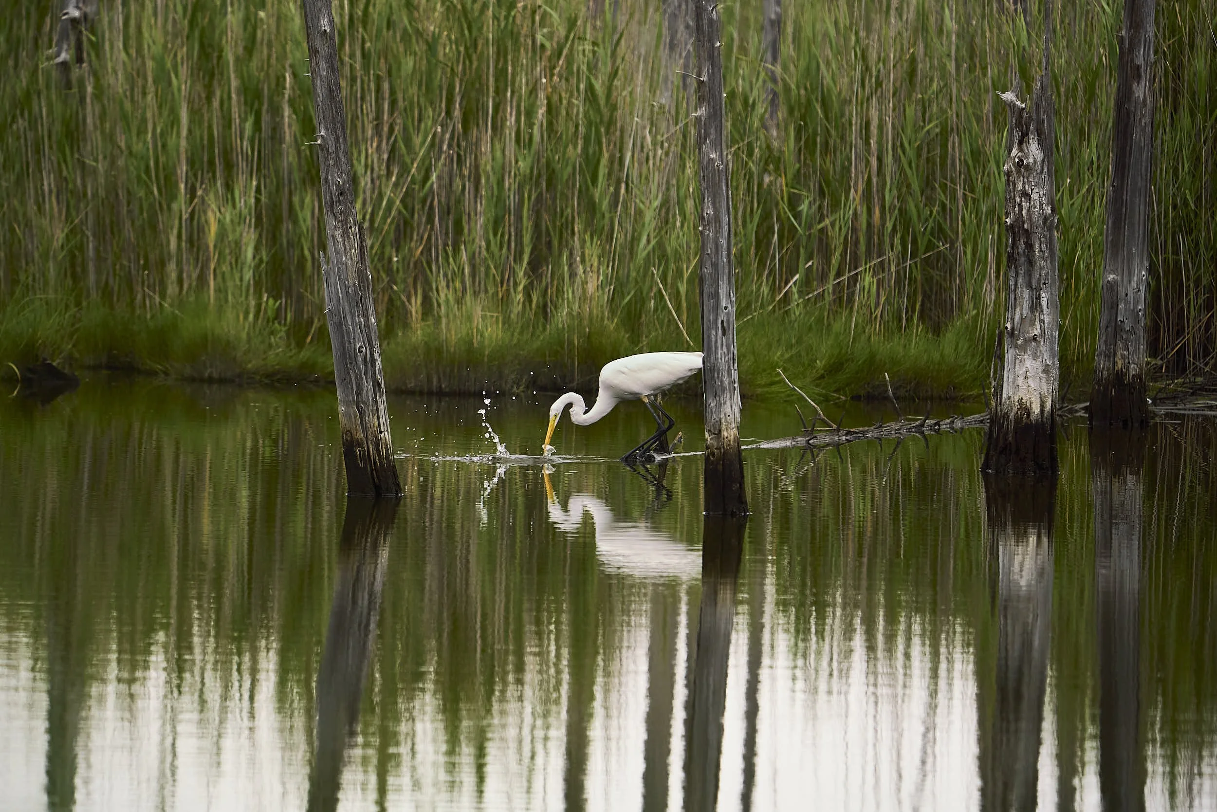 A great egret wading in water among dead trees in a marsh with tall grass in the background, dipping its beak into the water.