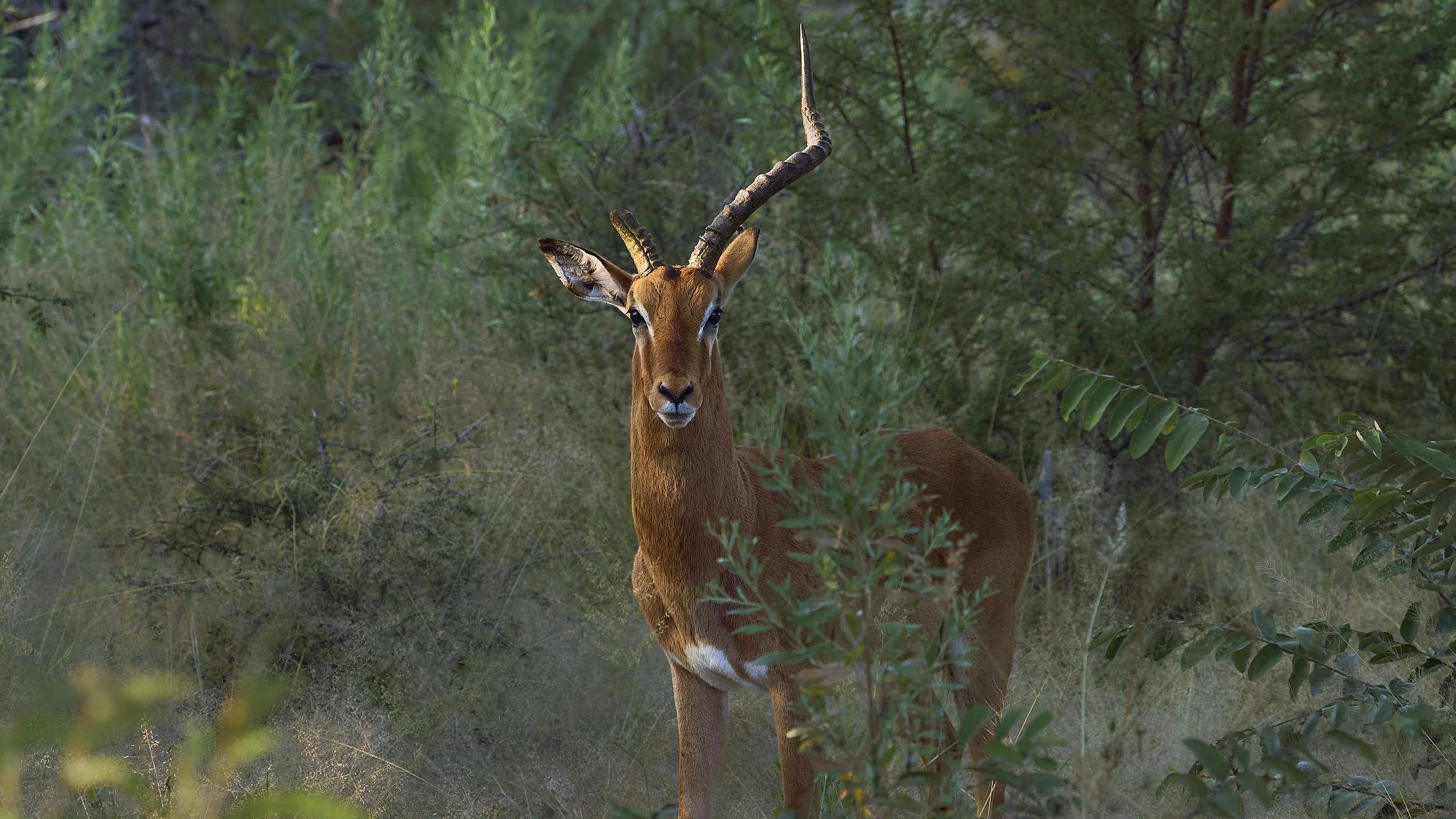 A brown antelope with one horn broken
