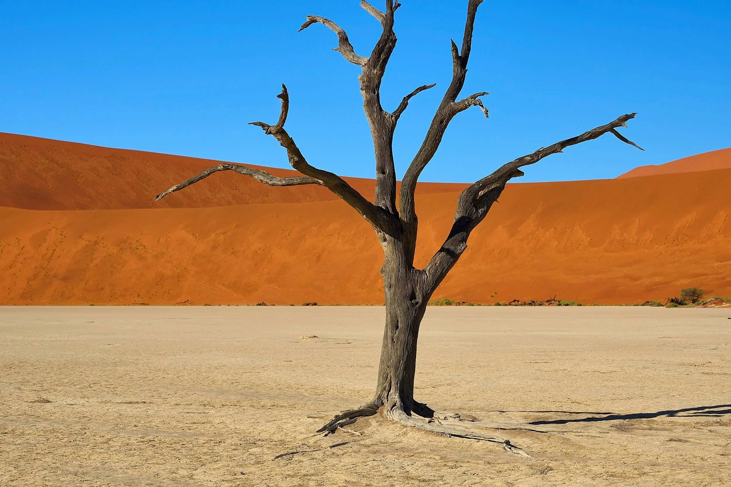 Deadvlei Tree Namibia