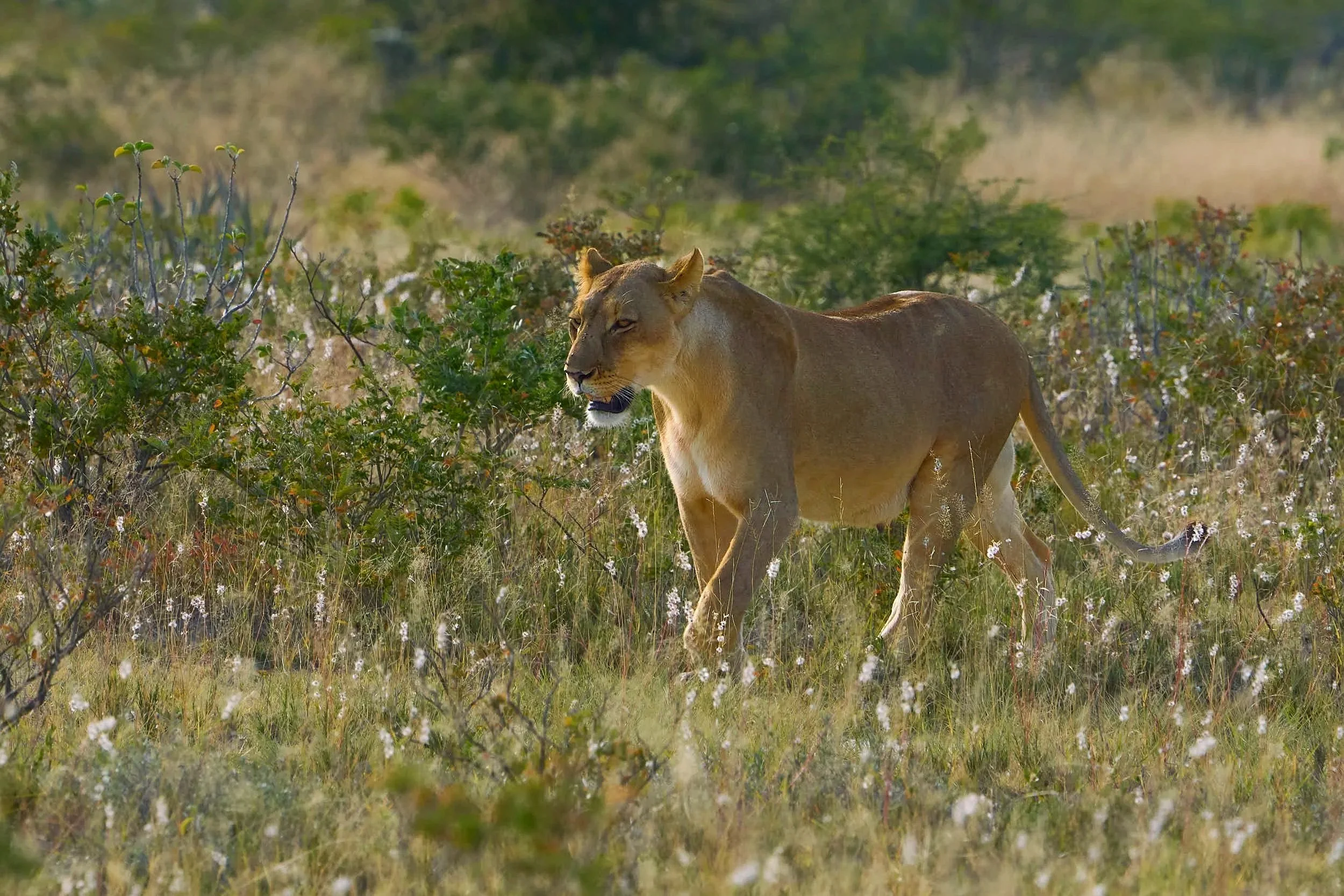 Lion: Etosha National Park