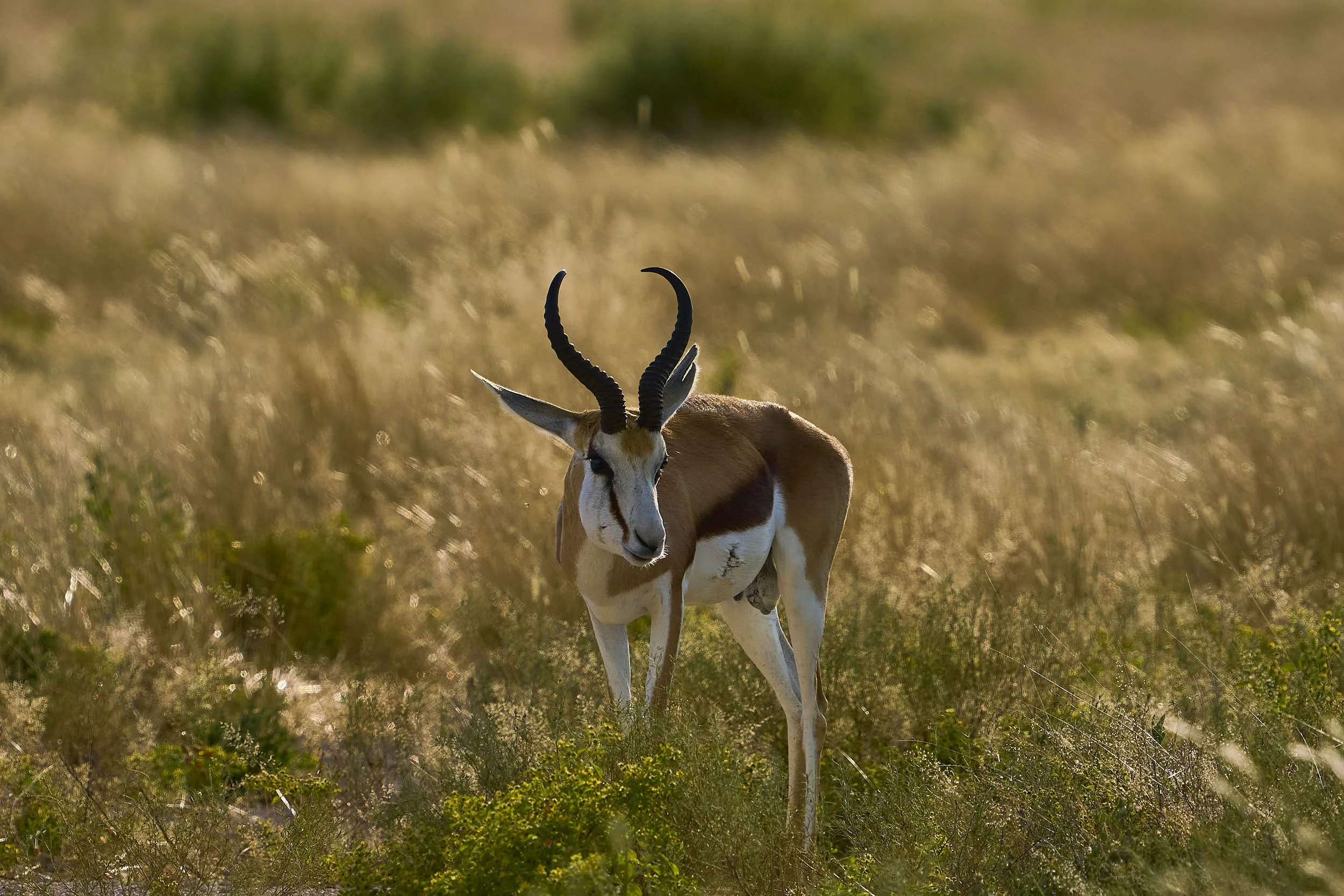 An antelope standing in a grassy field with a blurred background, featuring tall dry grass and some green bushes.