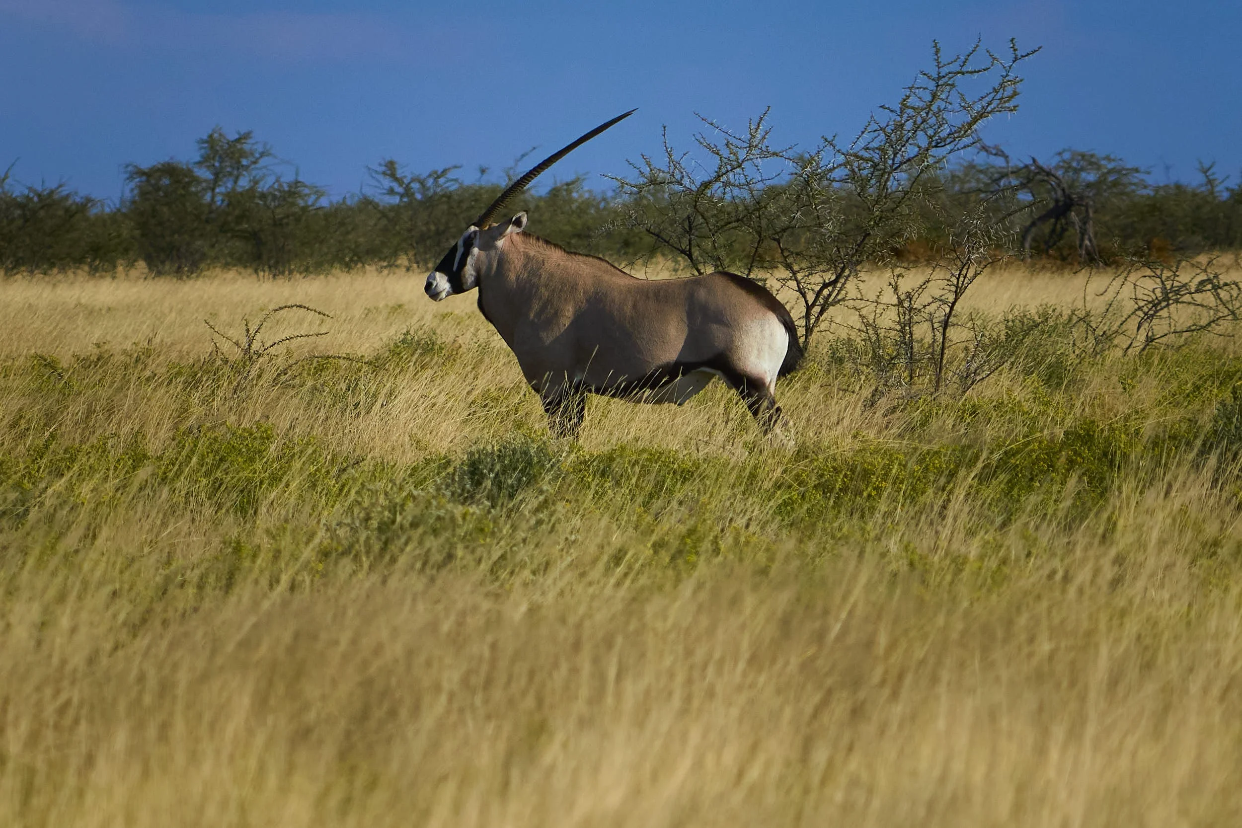 A oryx standing in the grasslands with sparse trees in the background under a clear blue sky.