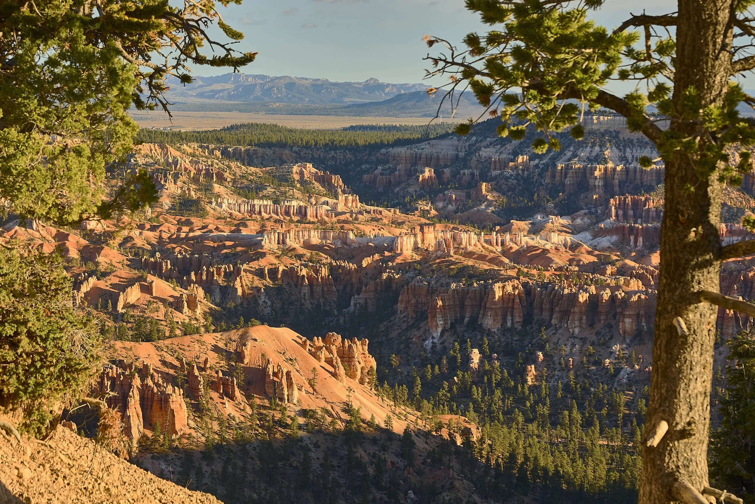 View of Bryce Canyon with orange and pink hoodoos, surrounded by green pine trees, framed by tree branches in the foreground, with a mountain range in the distance under a clear blue sky.