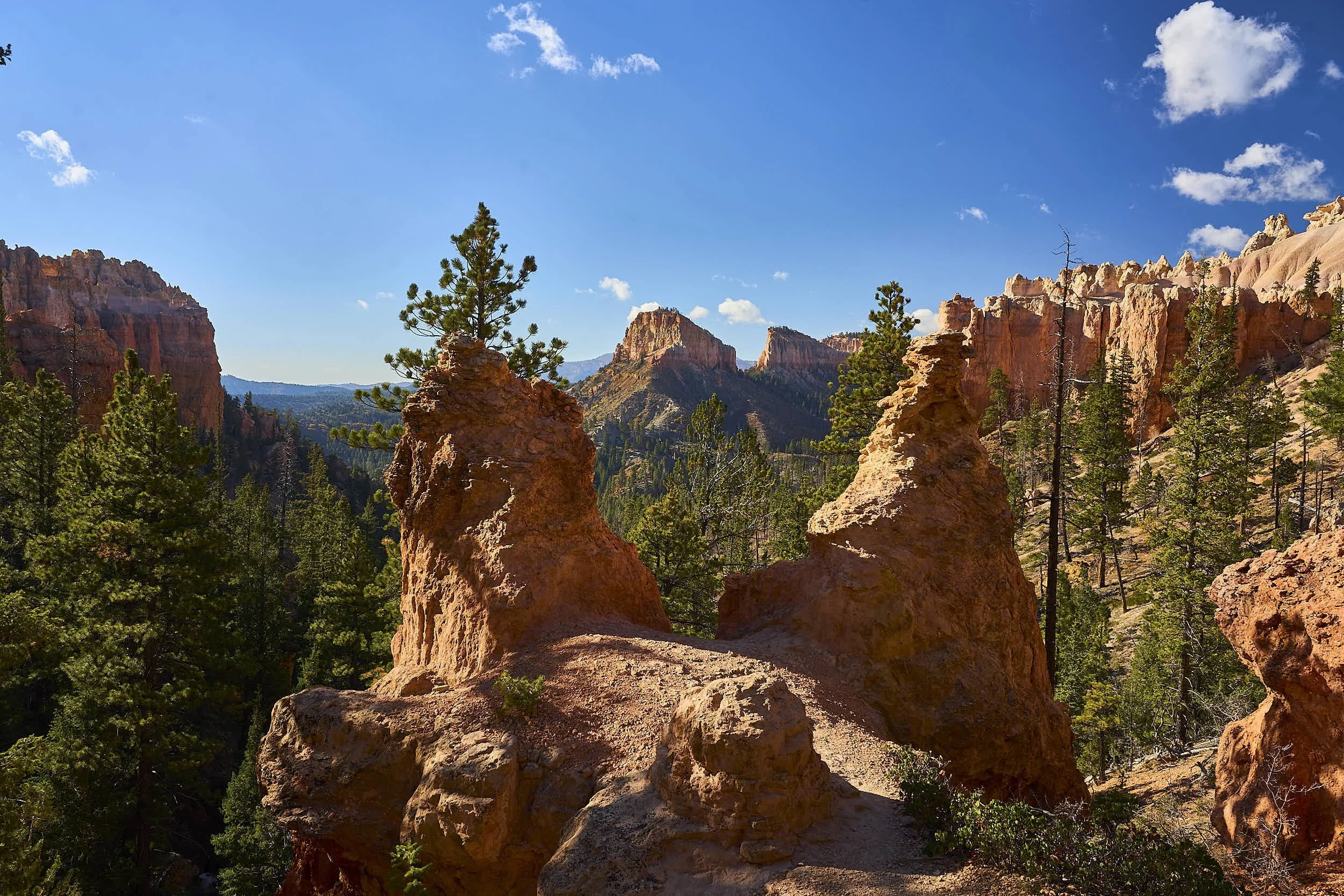Bryce Canyon Hoodoo