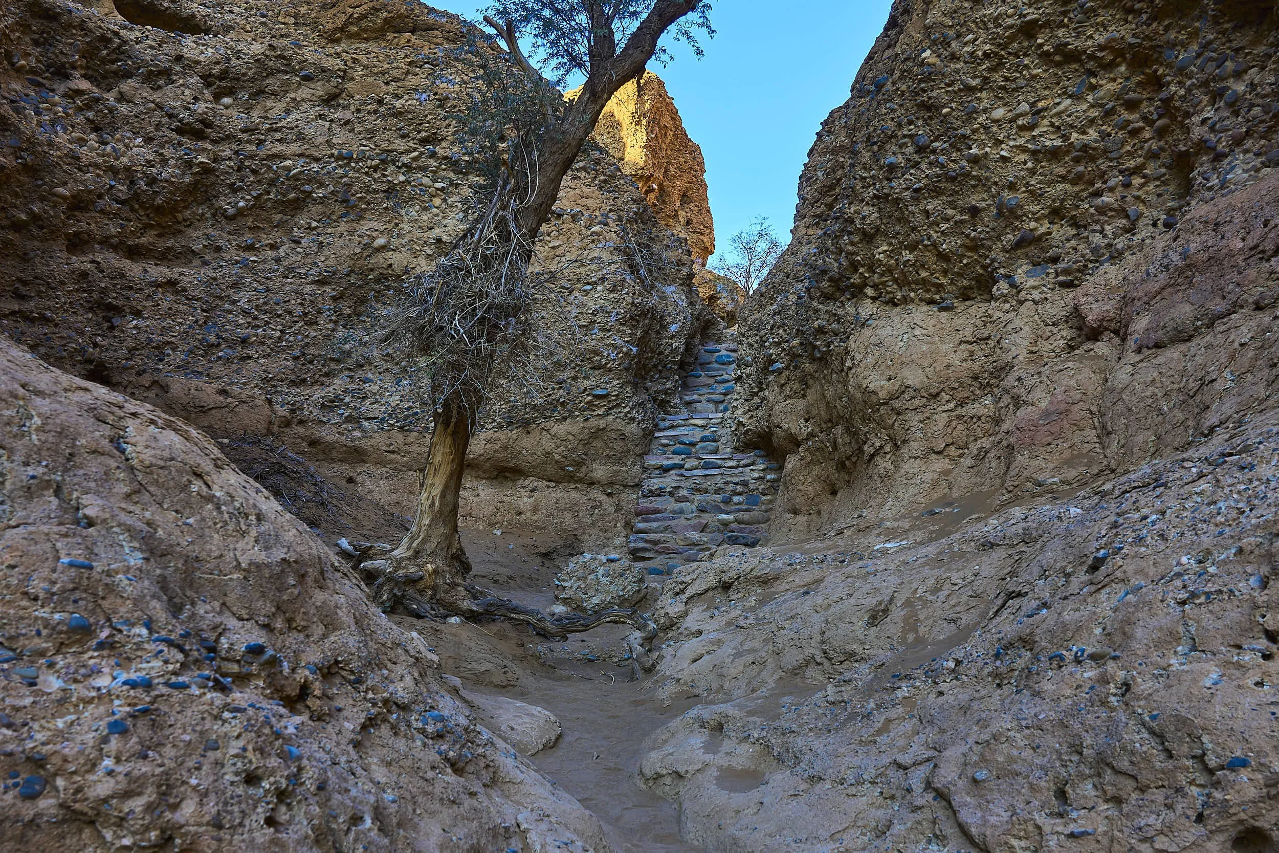 A rugged canyon with steep, rocky walls and a narrow dirt path with stone steps. A leafless tree leans over the path, and the sky is bright blue.