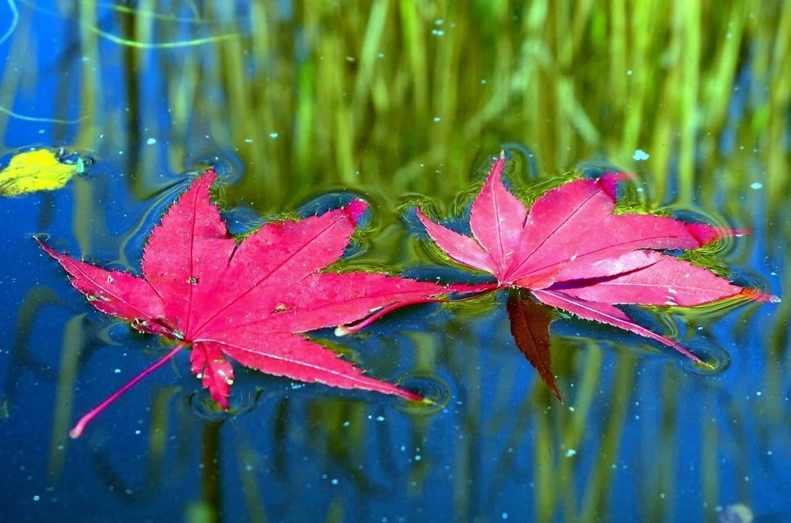 Palmate acer leaves with a serrated leaf margin floating in water